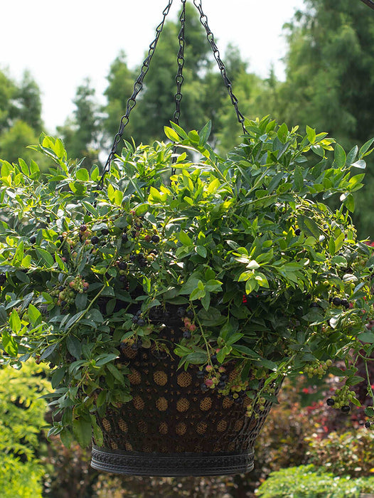 Bushel and Berry® Midnight Cascade® Blueberry - Raintree Nursery