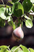 Moonglow Pear - Raintree Nursery