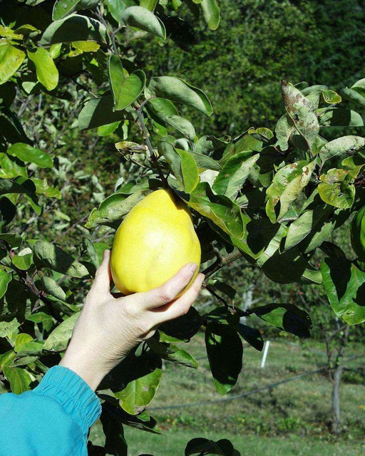 Buy Quince Trees