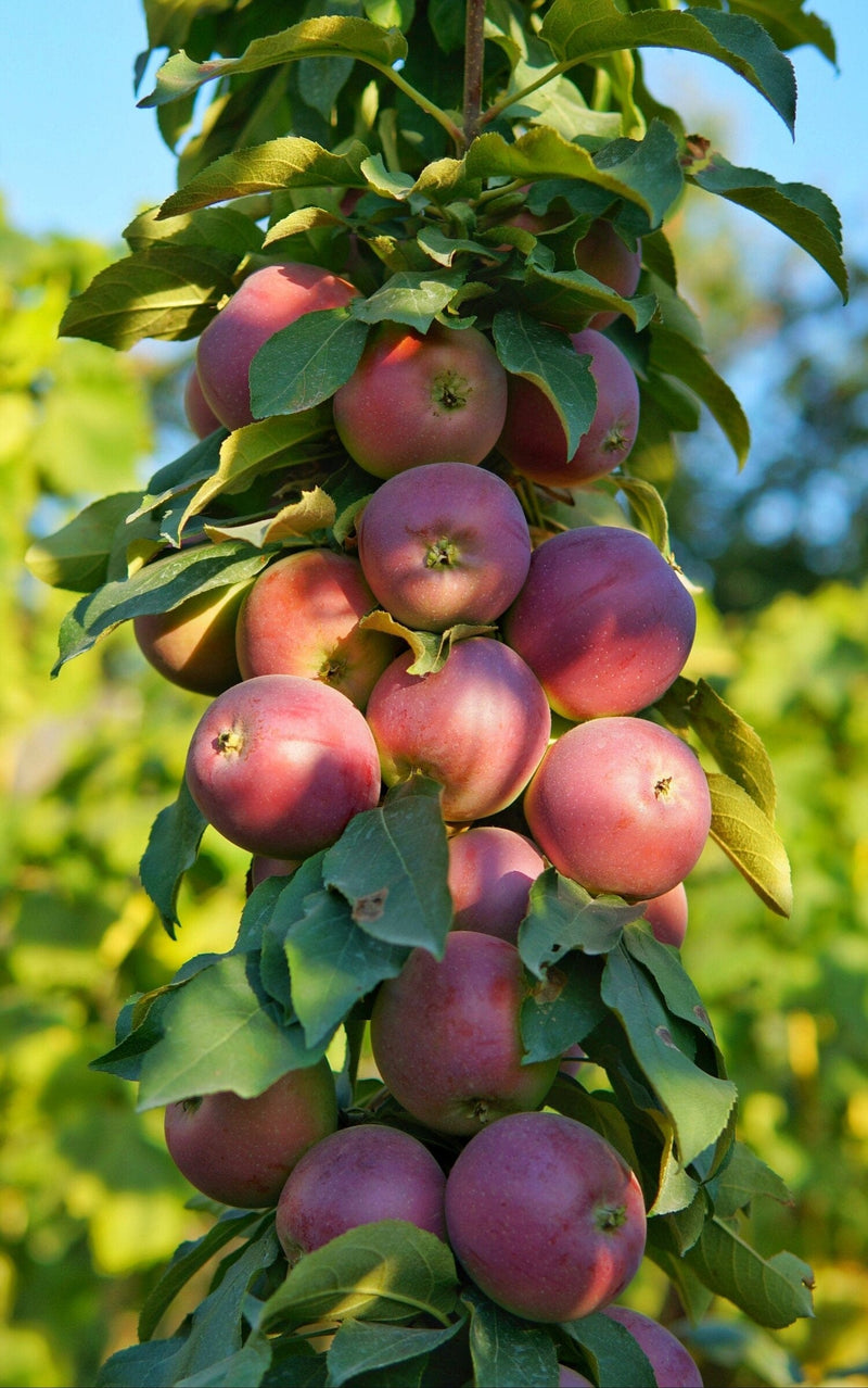 North Pole Columnar Apple-Fruit Trees-Biringer-Semi-Dwarf (1'-3')-