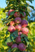 North Pole Columnar Apple-Fruit Trees-Biringer-Semi-Dwarf (1'-3')-