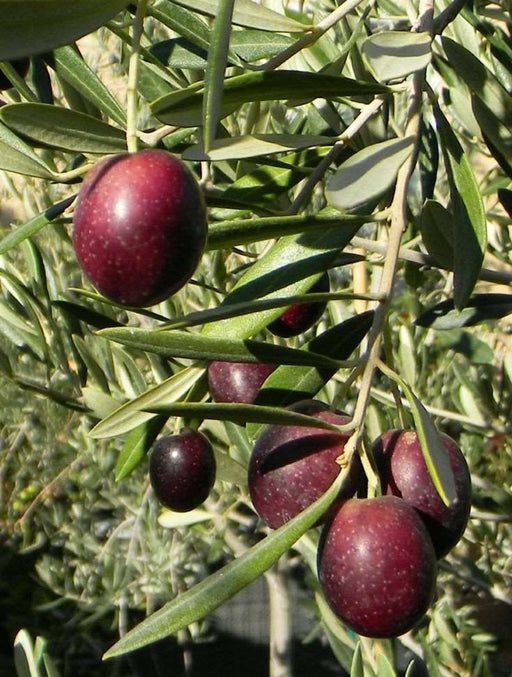 Leccino Olive - Raintree Nursery