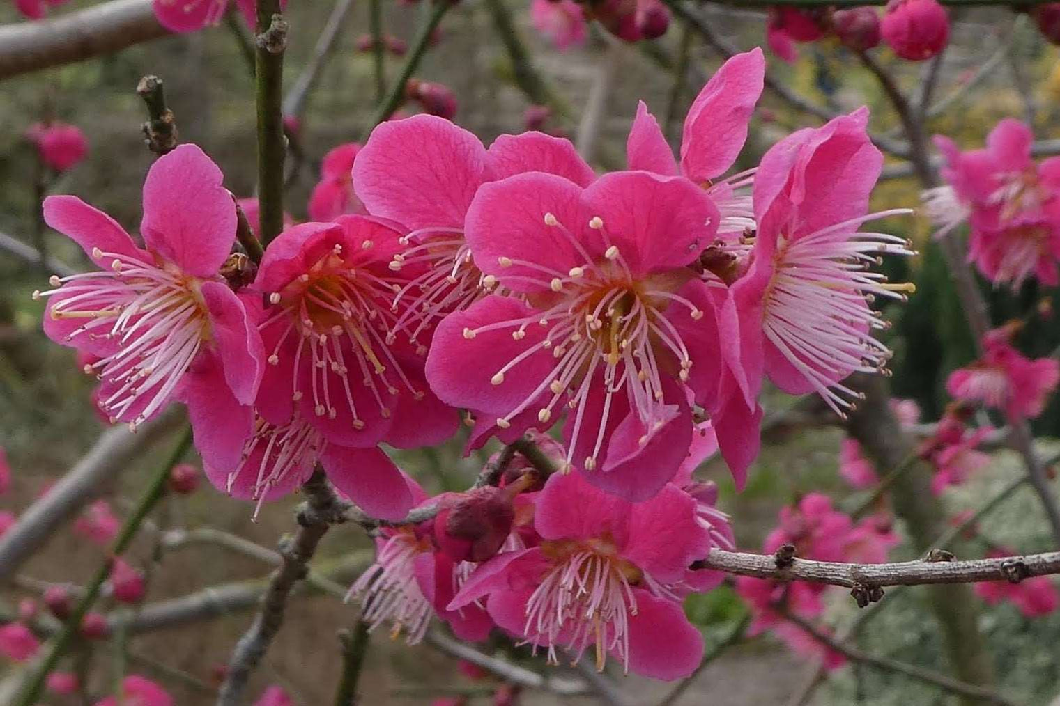 Asian Plum Trees | Quality Japanese Plants | Raintree Nursery