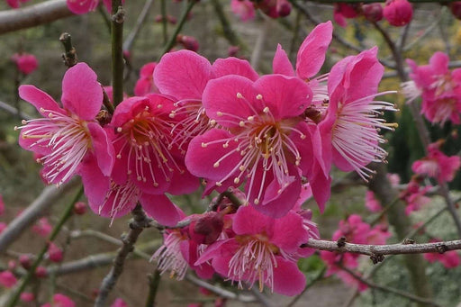 Roseglow Flowering Apricot - Raintree Nursery