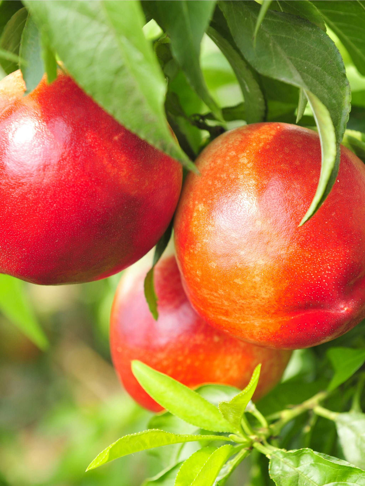 A Grade China Fresh Nectarine Fruit