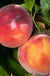 Combination Peach 'Zaiger Pride' (3 Varieties)/Semi Dwarf-Fruit Trees-Dave Wilson-Semi Dwarf (4'-5')-