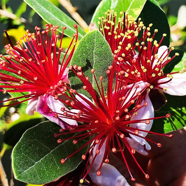 Waingaro™ Guava-Fruit Trees-North Woods-1 Gallon Pot-