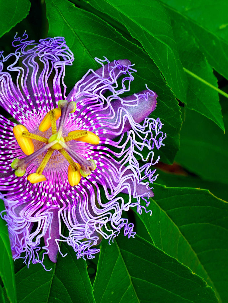 Passiflora PinkPop™ - Raintree Nursery