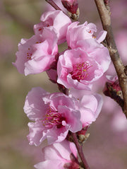 Reliance Peach - Raintree Nursery