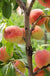 Reliance Peach - Raintree Nursery