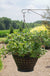 Bushel and Berry® Sapphire Cascade® Blueberry - Raintree Nursery