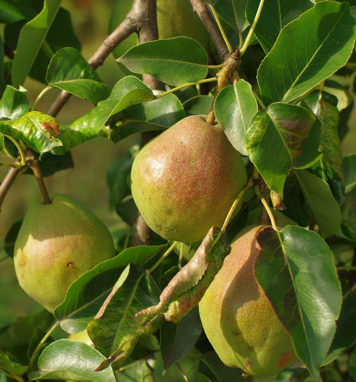 Bartlett Pear Seedling