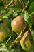 Bartlett European Pear-Fruit Trees-Biringer-Semi-Dwarf (4'-5')-