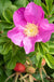 Dart's Dash Rose-Berries-Raintree Prop-