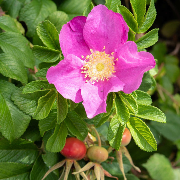 Dart's Dash Rose-Berries-Raintree Prop-