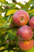 Apple Combo (5 Varieties)-Fruit Trees-Meyers-Standard (4-5')-