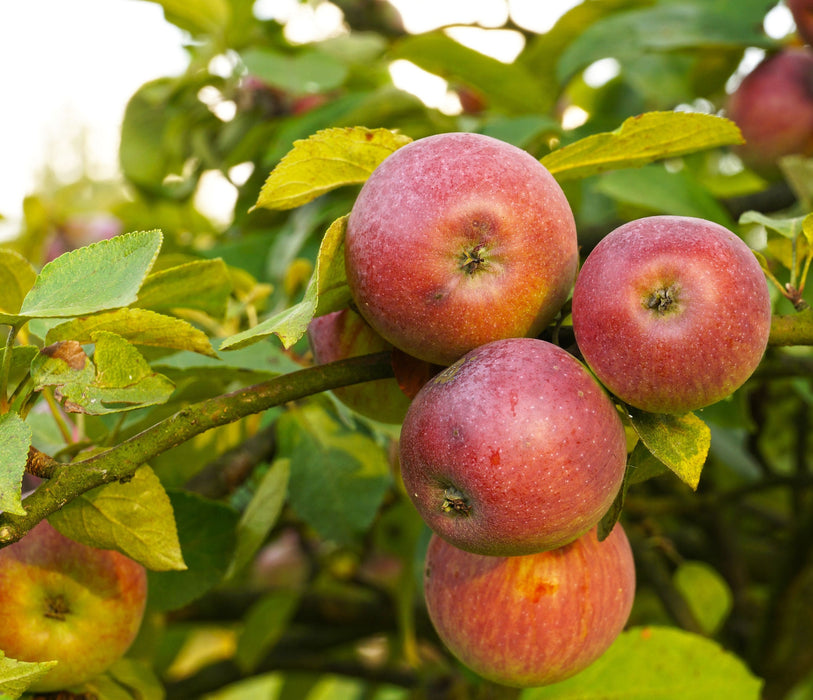 Apple Combo (4 Varieties)-Fruit Trees-Meyers-Standard (4-5')-