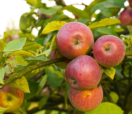 Apple Combo (3 Varieties)-Fruit Trees-Meyers-Standard (4-5')-