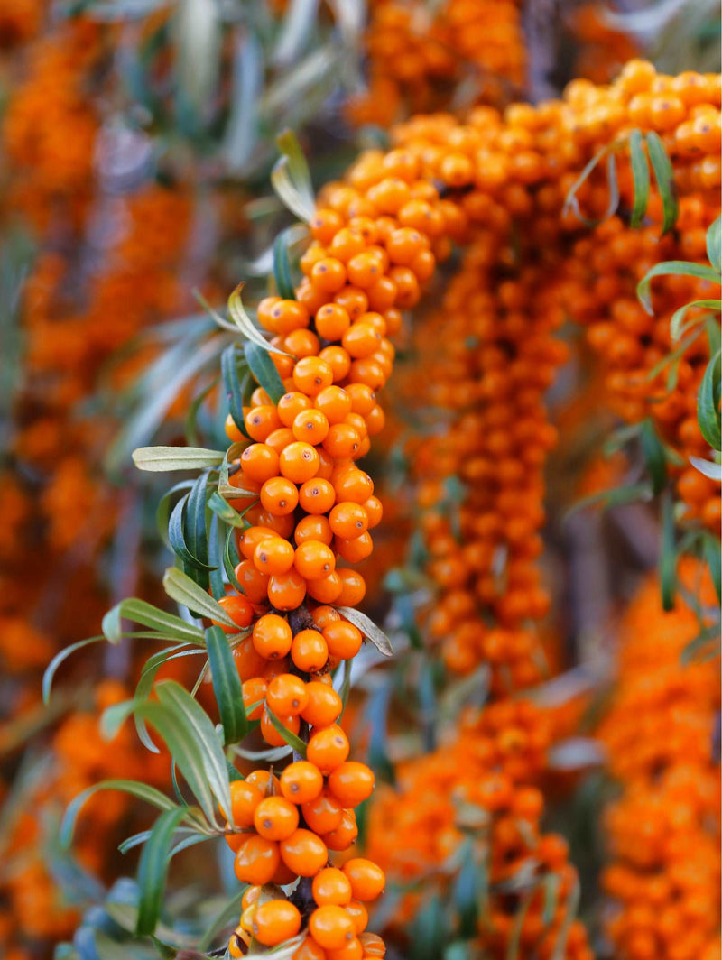 Star of Altai Sea Berry™ - Raintree Nursery