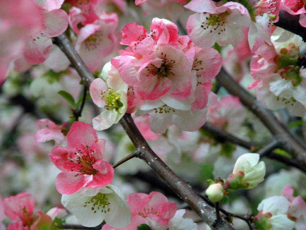 茶 toyoS Toyo Nishiki Flowering Quince - Raintree Nursery