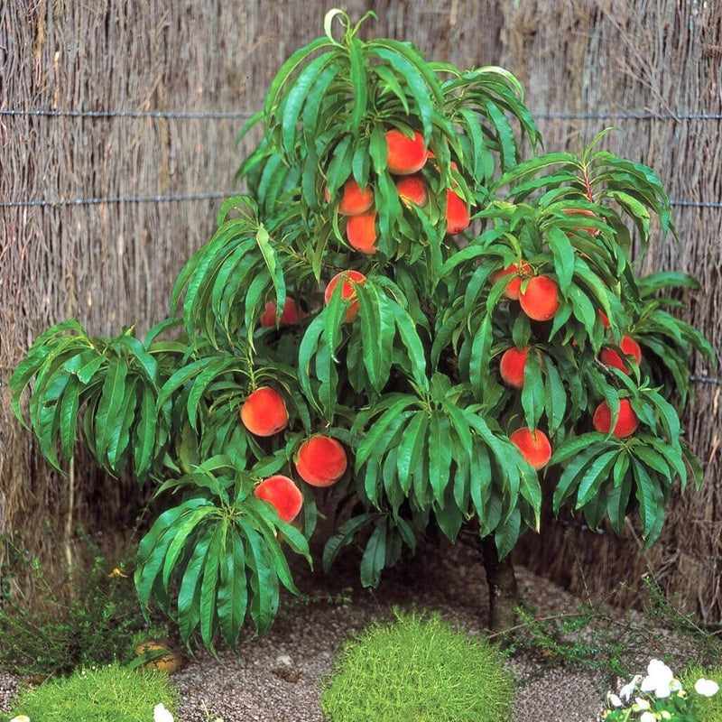 Pix Zee Dwarf Peach - Miniature-Fruit Trees-Dave Wilson-Mini-Dwarf (2'-3')-