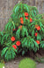 Pix Zee Dwarf Peach - Miniature-Fruit Trees-Dave Wilson-Mini-Dwarf (2'-3')-