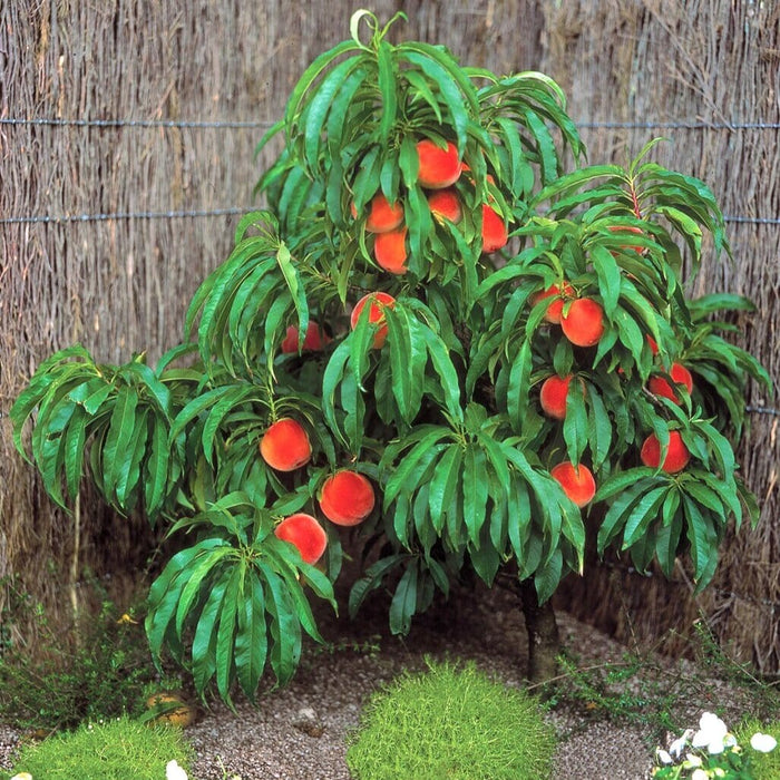 Pix Zee Dwarf Peach - Miniature-Fruit Trees-Dave Wilson-Mini-Dwarf (2'-3')-