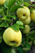 Pristine Apple - Raintree Nursery