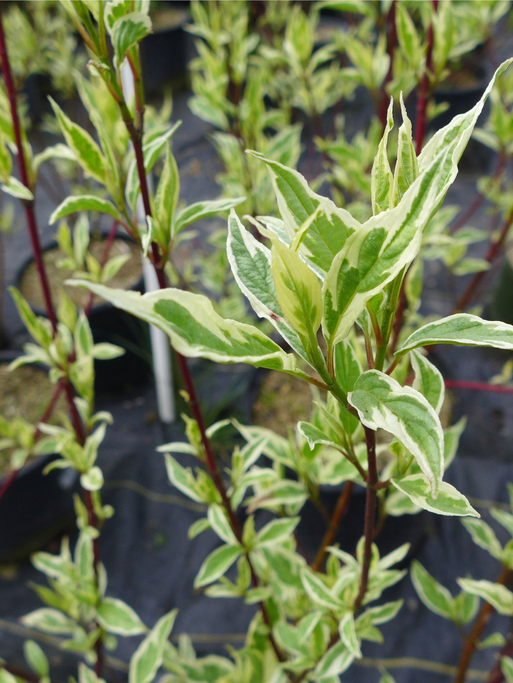 Variegated Red Twig Dogwood — Raintree Nursery