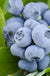Takes The Cake™ Blueberry-Berries-alpha-1 Gallon Pot-