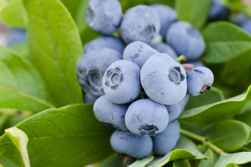 Takes The Cake™ Blueberry-Berries-alpha-1 Gallon Pot-