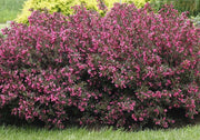 Wine & Roses® Weigela-Ornamentals-Alpha-1 Gallon Pot-