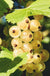 Zitavia Currant-Berries-North Woods-1-2' Plant-