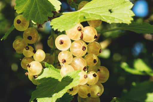 Zitavia Currant-Berries-North Woods-1-2' Plant-