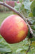 Alkemene Apple - Raintree Nursery