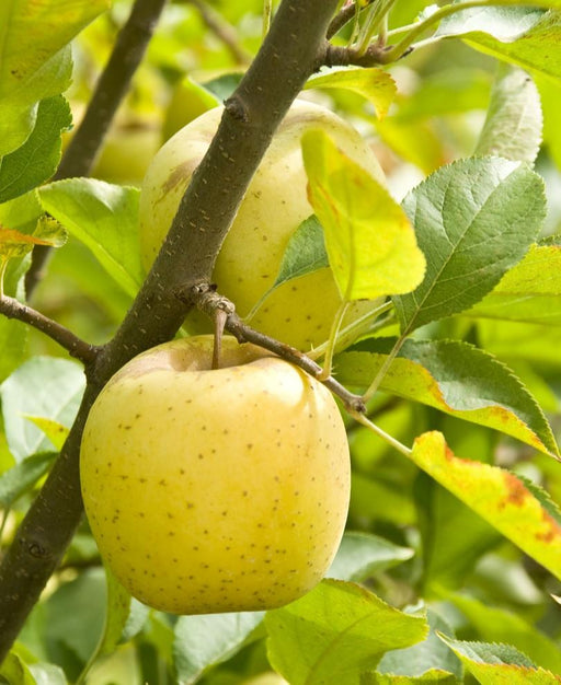 Ananas Reinette Apple - Raintree Nursery