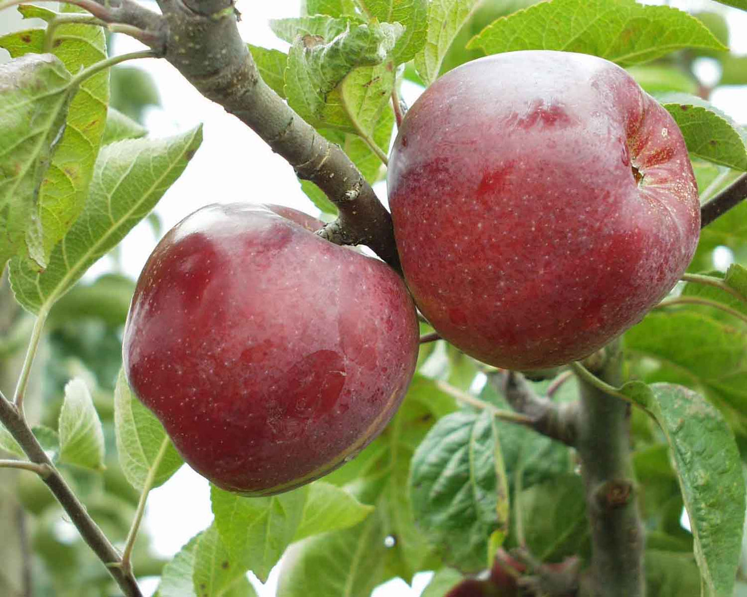 Mini Apple Trees | Compact Malus domestica Varieties | Raintree Nursery