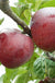 Belmac Apple - Raintree Nursery