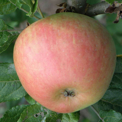 Bardsey Apple - Raintree Nursery