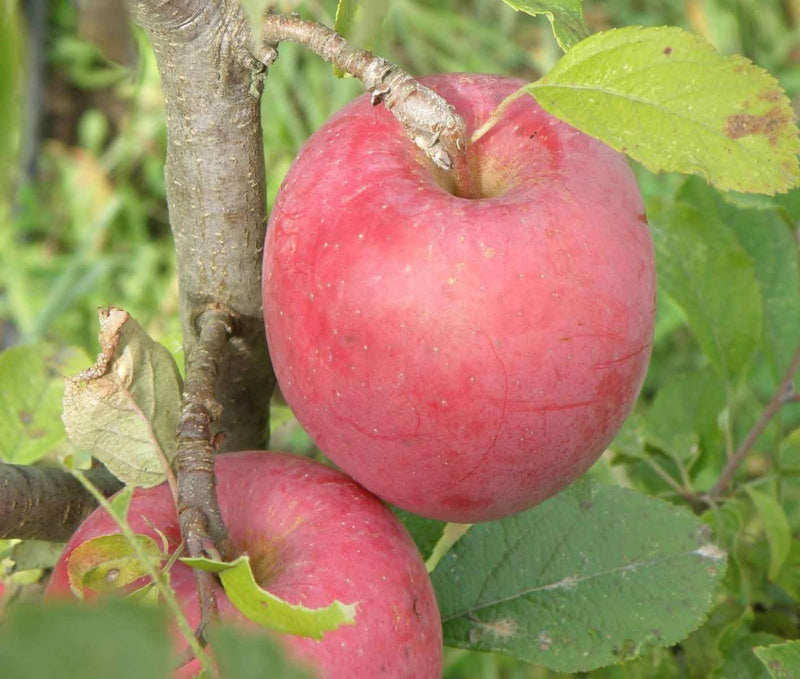 Beni Shogun Apple - Raintree Nursery