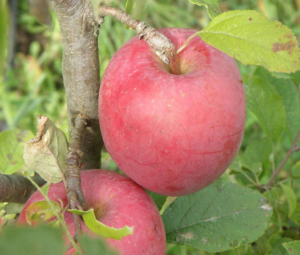Organic Apples vs. Regular Apples - Does it really matter? - Wake the Wolves
