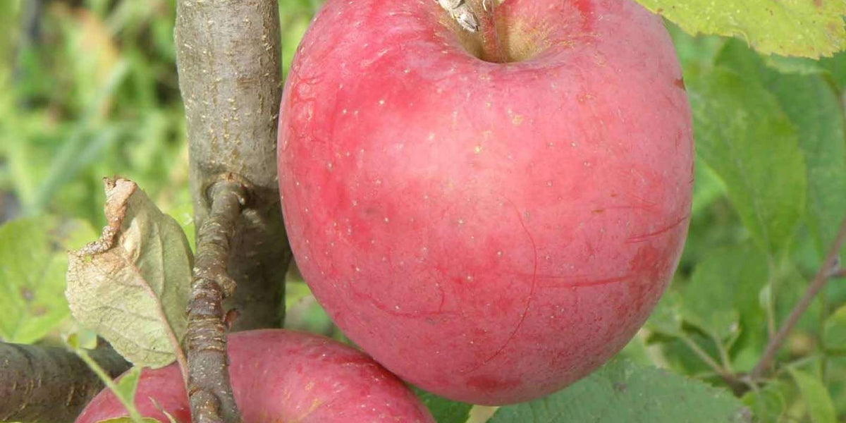 USDA Organic (Low-Chill) Fuji Apple Trees for Sale