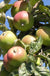Campfield Cider Apple - Raintree Nursery
