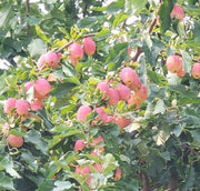 Centennial Crabapple - Raintree Nursery