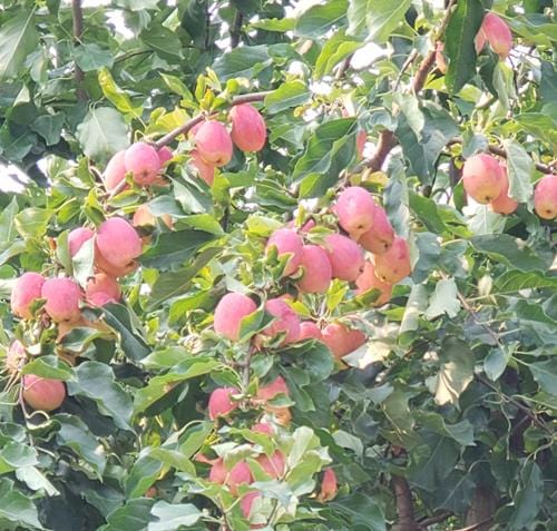 Centennial Crabapple - Raintree Nursery