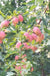 Centennial Crabapple - Raintree Nursery