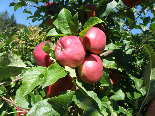 Dayton Apple - Raintree Nursery