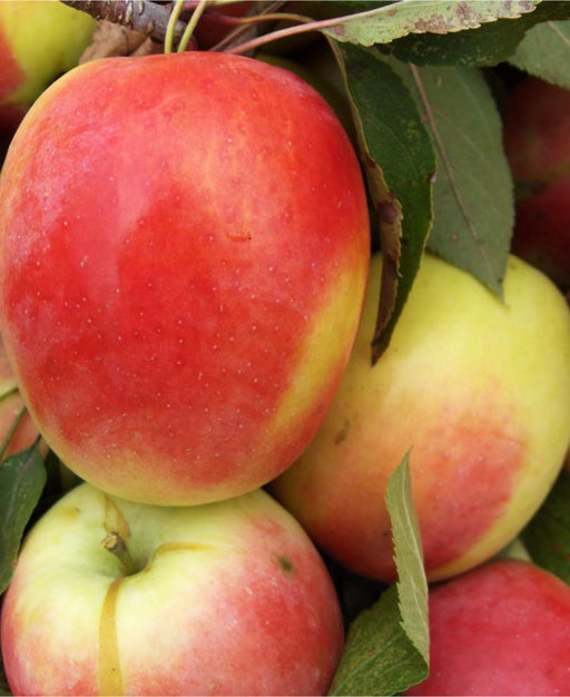 Honeycrisp Apple — Raintree Nursery