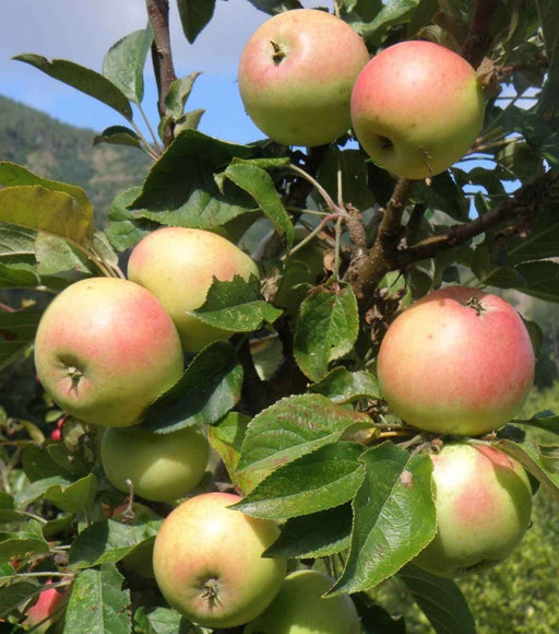 Imperial Gala Apple Tree - For Sale from Mehrabyan Nursery