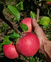 Fred Gravenstein Apple - Raintree Nursery